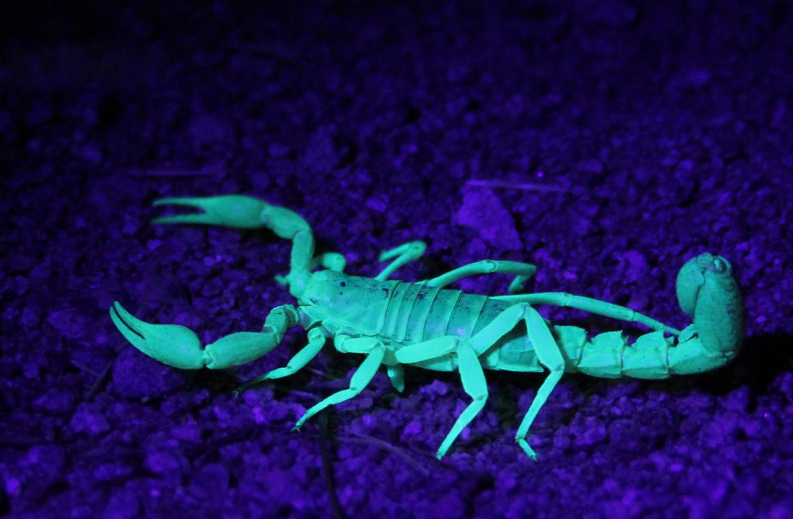 Scorpions stings are rarely life-threatening, but can present a serious threat for small children. 